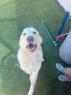 A happy golden retriever dog standing on green artificial grass, looking up with its mouth open and tongue out. A person's foot wearing a checkered shoe is visible in the bottom right corner, and a blue and green pole with a red sign is in the background.