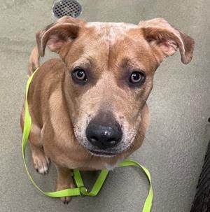 a brown dog with a green leash
