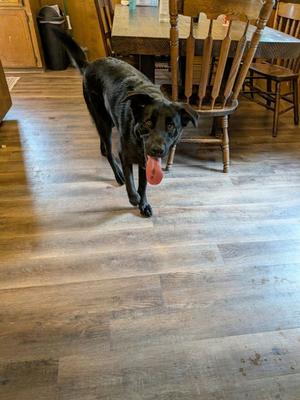 Bear, Labrador Retriever Mix, young, available for adoption