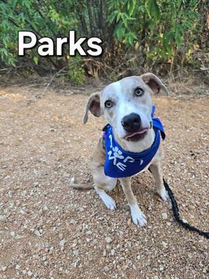 Parks, Catahoula Leopard Hound Mix, young, available for adoption
