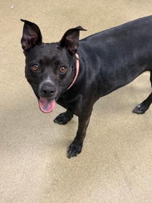 Mellisa, Pit Bull Terrier Mix, adult, available for adoption