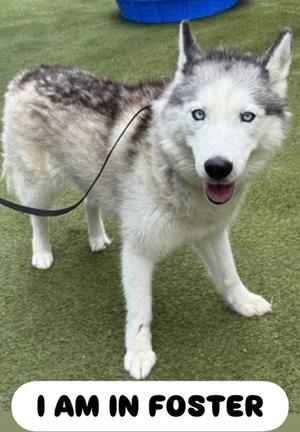 A husky dog with blue eyes and a black and white coat is standing on green grass. The dog is wearing a black leash and has its mouth open, appearing happy. There is a blue object in the background. The text "I AM IN FOSTER" is displayed at the bottom of the image.