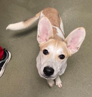 A close-up of a dog with large ears, looking up at the camera. The dog has a white and brown coat, and the background is a green carpet. A person's shoe is partially visible on the left side of the image.