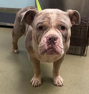 A light-colored bulldog with a wrinkled face and floppy ears stands on a green floor, looking directly at the camera. The dog has a green leash attached to its collar, and a metal cage is visible in the background.