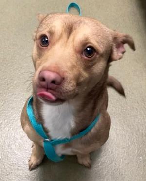 Bruiser, Mixed Breed, adult, available for adoption