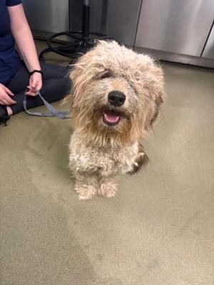 A fluffy, light brown dog with a shaggy coat is sitting on a green carpeted floor. The dog has a happy expression with its mouth open, showing its tongue. A person is partially visible on the left side of the image, holding a leash attached to the dog. The background includes a stainless steel appliance and a black object, possibly a piece of equipment.