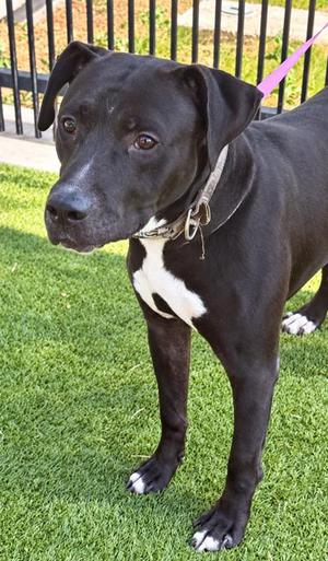 Dewy, American Pit Bull Terrier Mix, adult, available for adoption