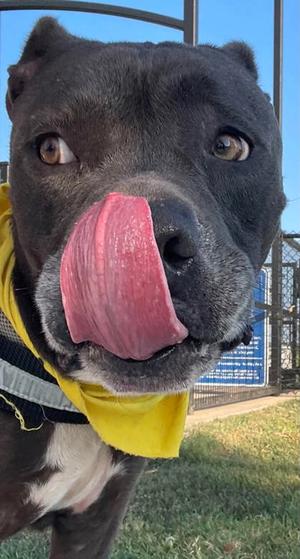 Chance, Pit Bull Terrier Mix, adult, available for adoption