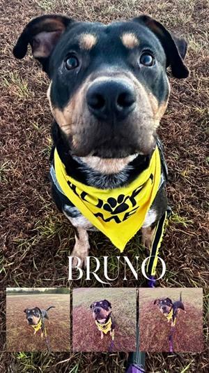 Bruno+, Pit Bull Terrier Mix, adult, available for adoption