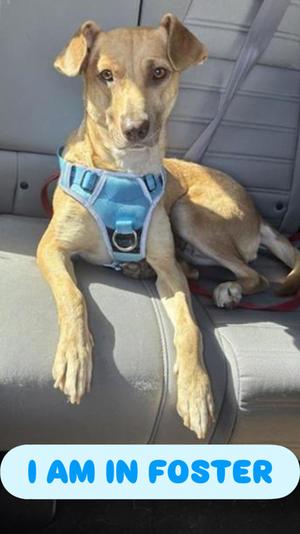 Demi+, Mixed Breed, adult, available for adoption