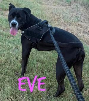 Eve, Labrador Retriever Mix, adult, available for adoption