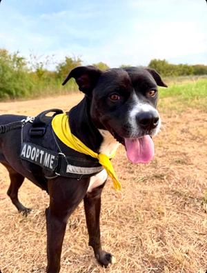 Eve, Pit Bull Terrier Mix, adult, available for adoption