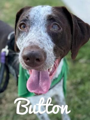Button, Pointer Mix, adult, available for adoption