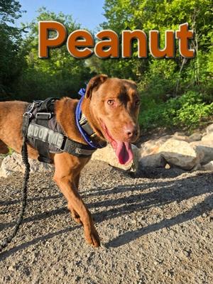 Peanut, Mixed Breed, adult, available for adoption
