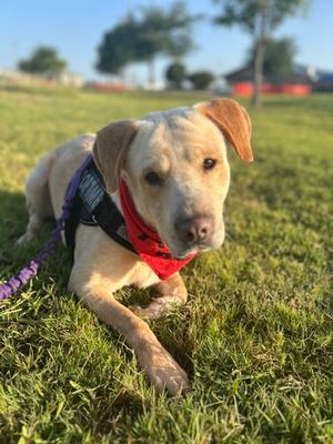 Palomo+, Labrador Retriever Mix, adult, available for adoption