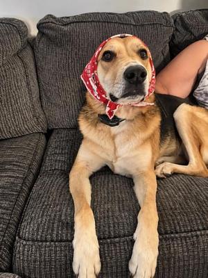 Draco, German Shepherd Dog Mix, adult, available for adoption