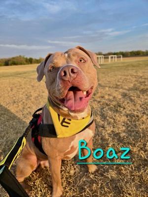 Boaz, American Pit Bull Terrier Mix, young, available for adoption