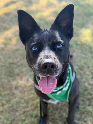 Goosey, German Shepherd Dog Mix, senior, available for adoption