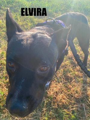 A black dog with a blue collar standing in grass, with the name "ELVIRA" written above its head.