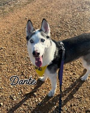 Dante, Alaskan Husky Mix, adult, available for adoption
