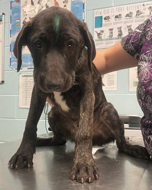 B-Dawg, Labrador Retriever Mix, puppy, available for adoption