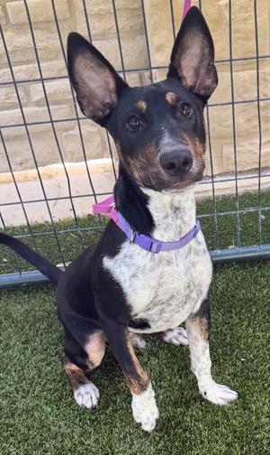 Drago, Bull Terrier Mix, young, available for adoption