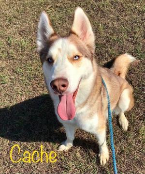 Cache, Alaskan Husky Mix, adult, available for adoption