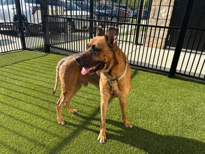 Buddy, Boxer Mix, adult, available for adoption