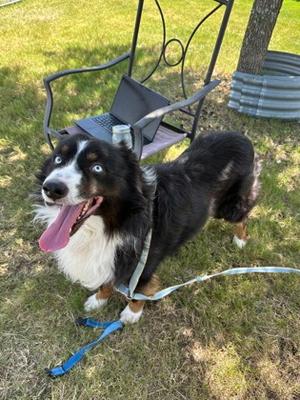 Harry, Australian Shepherd Mix, adult, available for adoption