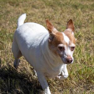 Chico, Chihuahua - Smooth Coated Mix, senior, available for adoption