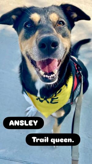 Ansley, German Shepherd Dog Mix, adult, available for adoption