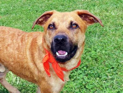 A brown dog with a red bandana around its neck, standing on a grassy field.