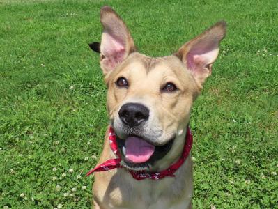 Kelso 26C-121, Boxer / Carolina Dog, puppy, available for adoption