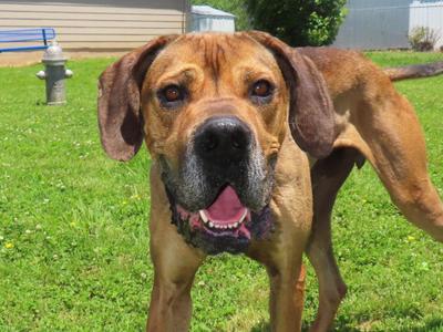 Arlo  26C-99, Great Dane, adult, available for adoption