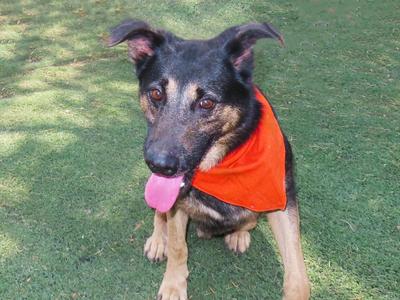 A black and tan dog wearing an orange bandana, sitting on grass with its tongue out.