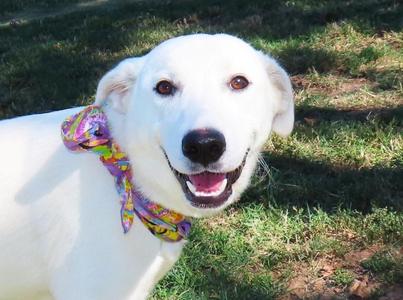 Aria 26C-256, Labrador Retriever / Border Collie, puppy, available for adoption