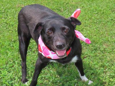 Darcie 26C-147, Border Collie / Australian Kelpie, puppy, available for adoption