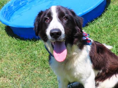 Benny 26C-167, Border Collie, puppy, available for adoption