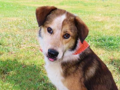 Beau 26C-18, Australian Shepherd / Collie, young, available for adoption
