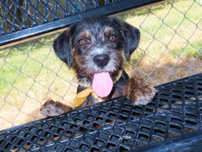 Laverne 26C-190B, Schnoodle, puppy, available for adoption
