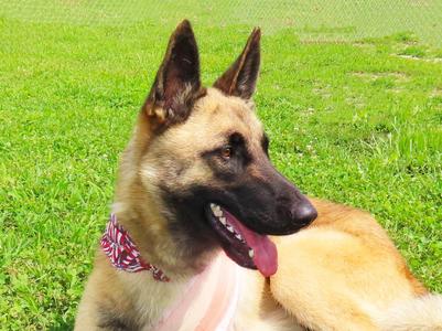 Armand 26C-142, German Shepherd Dog, young, available for adoption