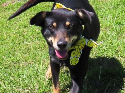 Dosey Doe  26C-188, German Pinscher / Manchester Terrier, young, available for adoption