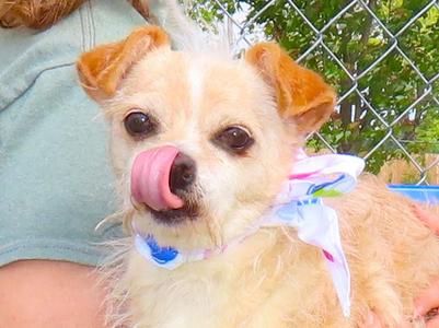 JoJo 26C-75A, Wirehaired Dachshund, adult, available for adoption