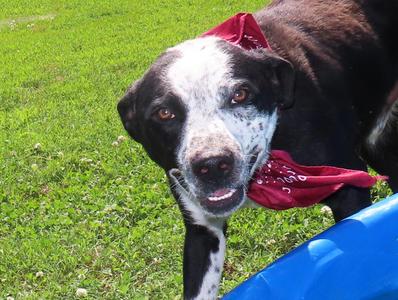 Kenny 26C-129, Border Collie / Australian Cattle Dog / Blue Heeler, puppy, available for adoption