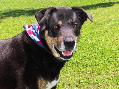 Casey Jones  26C-52, Rottweiler / Shepherd, adult, available for adoption