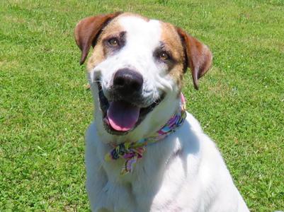 Katie  26C-101, English Pointer / Labrador Retriever, young, available for adoption