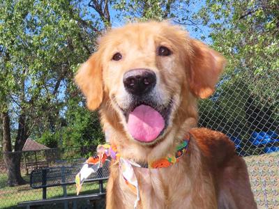 Leia 26C-254C, Golden Retriever, adult, available for adoption