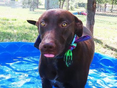 Caddo 26C-244A, Chocolate Labrador Retriever, young, available for adoption