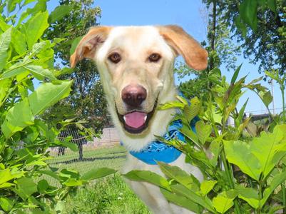 Kade  26C-83, Yellow Labrador Retriever / Golden Retriever, puppy, available for adoption