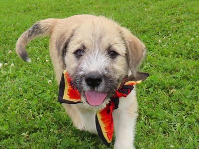 Huck 26C-120C, Border Terrier / Labrador Retriever, puppy, available for adoption